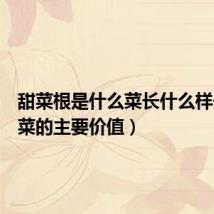 甜菜根是什么菜长什么样子(甜菜的主要价值)