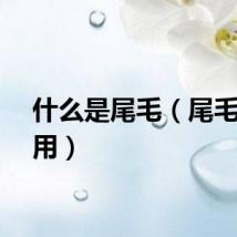 什么是尾毛（尾毛的作用）