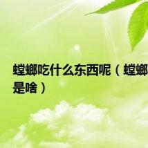螳螂吃什么东西呢(螳螂的食物是啥)