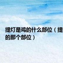 提灯是鸡的什么部位(提灯是鸡的那个部位)