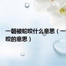 一朝被蛇咬什么意思（一朝被蛇咬的意思）