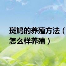 斑鸠的养殖方法（斑鸠怎么样养殖）