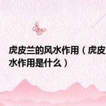 虎皮兰的风水作用(虎皮兰的风水作用是什么)