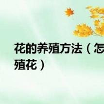 花的养殖方法（怎样养殖花）