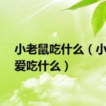 小老鼠吃什么（小老鼠爱吃什么）