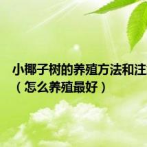 小椰子树的养殖方法和注意事项(怎么养殖最好)