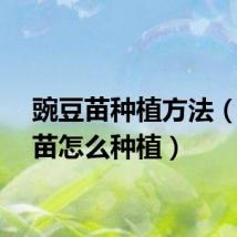 豌豆苗种植方法（豌豆苗怎么种植）