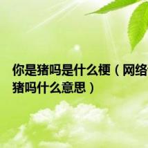 你是猪吗是什么梗（网络语你是猪吗什么意思）