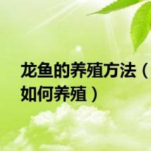 龙鱼的养殖方法（龙鱼如何养殖）
