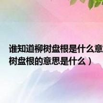 谁知道柳树盘根是什么意思(柳树盘根的意思是什么)