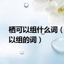 栖可以组什么词（栖可以组的词）