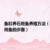 鱼缸养石斑鱼养殖方法（养殖石斑鱼的步骤）