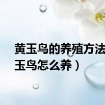 黄玉鸟的养殖方法（黄玉鸟怎么养）