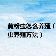 黄粉虫怎么养殖（黄粉虫养殖方法）