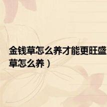 金钱草怎么养才能更旺盛（金钱草怎么养）