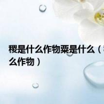 稷是什么作物粟是什么（稷是什么作物）