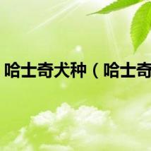 哈士奇犬种（哈士奇犬）