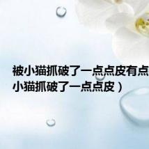 被小猫抓破了一点点皮有点痒(被小猫抓破了一点点皮)