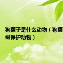 狗獾子是什么动物(狗獾子是几级保护动物)