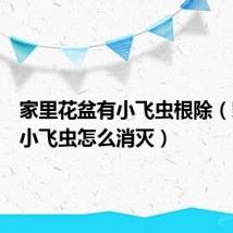 家里花盆有小飞虫根除（家里有小飞虫怎么消灭）