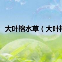 大叶榕水草（大叶榕）