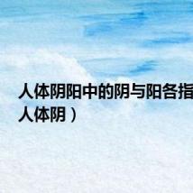 人体阴阳中的阴与阳各指什么（人体阴）