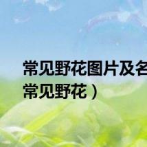 常见野花图片及名称（常见野花）