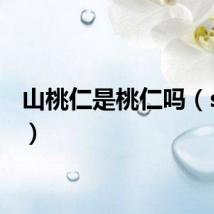 山桃仁是桃仁吗(strstr)