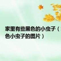 家里有些黑色的小虫子(家里黑色小虫子的图片)