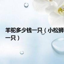 羊驼多少钱一只(小松狮多少钱一只)