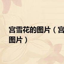 宫雪花的图片（宫雪花图片）