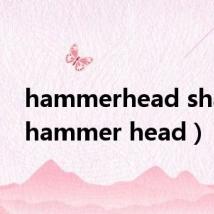 hammerhead shark(hammer head)