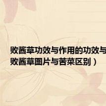 败酱草功效与作用的功效与作用(败酱草图片与苦菜区别)
