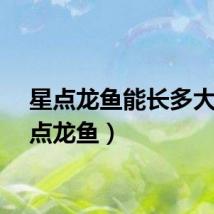 星点龙鱼能长多大（星点龙鱼）