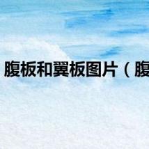 腹板和翼板图片（腹板）