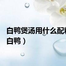 白鸭煲汤用什么配料好（白鸭）