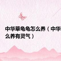 中华草龟龟怎么养（中华草龟怎么养有灵气）