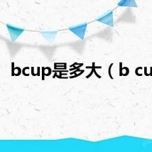 bcup是多大（b cup）