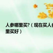 人参哪里买?（现在买人参到哪里买好）