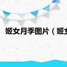 姬女月季图片（姬女）