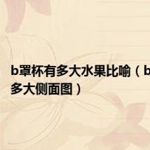 b罩杯有多大水果比喻(b罩杯有多大侧面图)