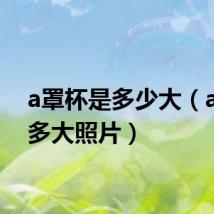 a罩杯是多少大(a罩杯多大照片)