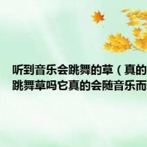 听到音乐会跳舞的草(真的有音乐跳舞草吗它真的会随音乐而动吗)