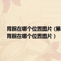 胃脘在哪个位置图片 (第1页)(胃脘在哪个位置图片)