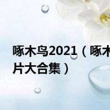 啄木鸟2021（啄木鸟影片大合集）