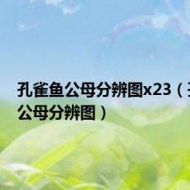 孔雀鱼公母分辨图x23(孔雀鱼公母分辨图)