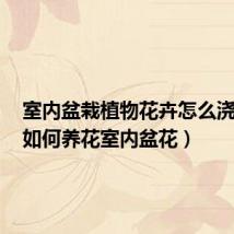 室内盆栽植物花卉怎么浇水好(如何养花室内盆花)