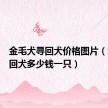金毛犬寻回犬价格图片(金毛寻回犬多少钱一只)