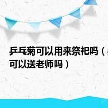 乒乓菊可以用来祭祀吗(乒乓菊可以送老师吗)