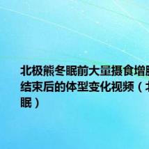 北极熊冬眠前大量摄食增肥与冬眠结束后的体型变化视频(北极熊冬眠)